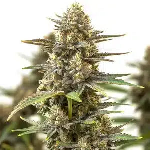 planta de cannabis Berry Z OG con cogollos gruesos