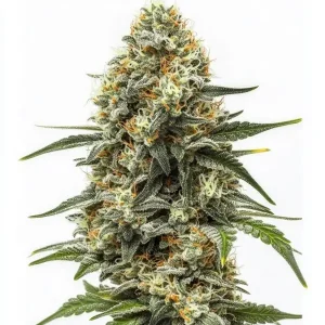 Cogollo de Big Bud Auto con abundante resina.