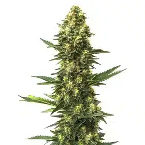 Planta de Big Bud Fast Version con cogollos grandes cubiertos de tricomas.