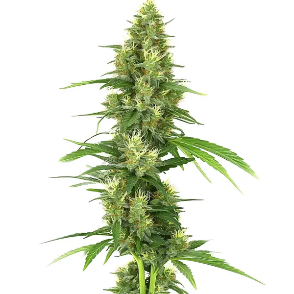 Big Bud