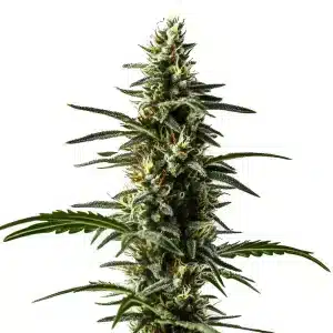 Planta de Big Devil Auto con cogollos y abundante resina brillante.