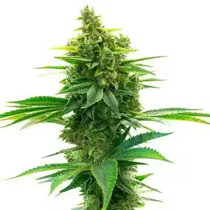 Cogollo de Big Jack Widow Auto con abundante resina.