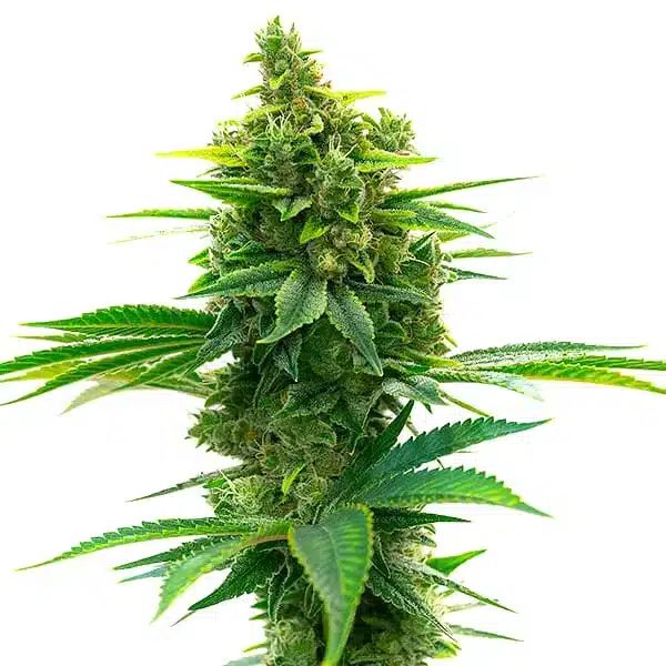 Big Jack Widow Auto
