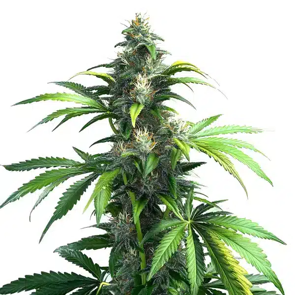 Black Demon OG