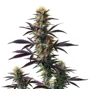 Planta de Black Domina Auto con cogollos densos y resinosos.