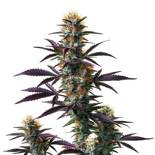 Black Domina Auto