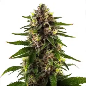 Cogollo de Black Domina Fast Version cubierto de tricomas brillantes.