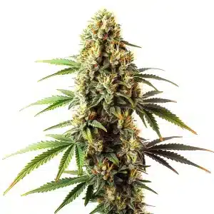 Cogollo de Black Domina Regular con abundante resina.