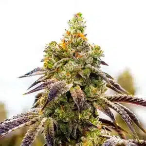 Cogollo de Black Domina x Afghan Kush cubierto de resina brillante.