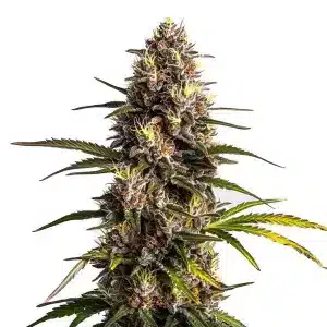 Cogollo de Black Domina x Banana Kush cubiertos de resina.