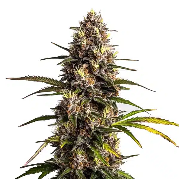 Black Domina x Banana Kush