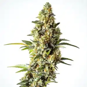 Cogollo de Black Domina x Scott’s OG con abundante resina.