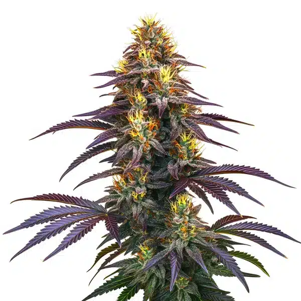 Black Domina