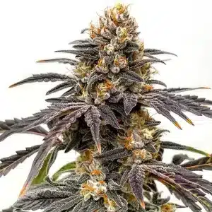 Cogollo de Black Hulk con hojas cubiertas de resina.