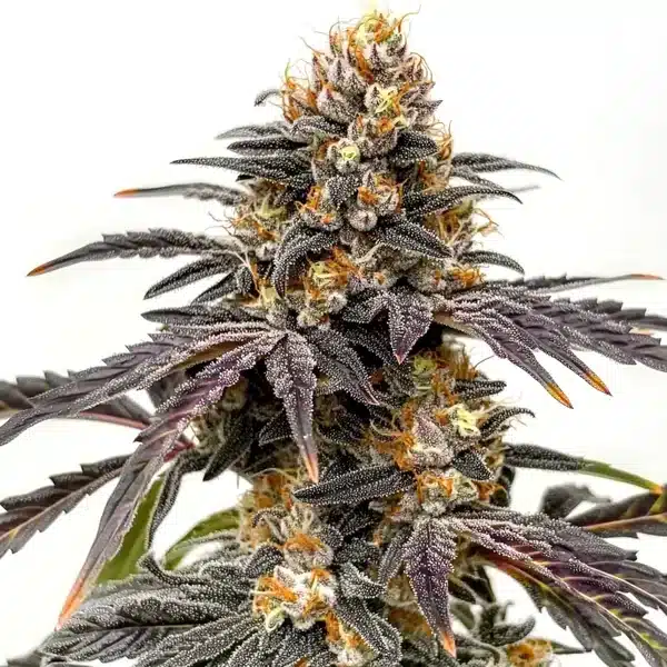 Black Hulk
