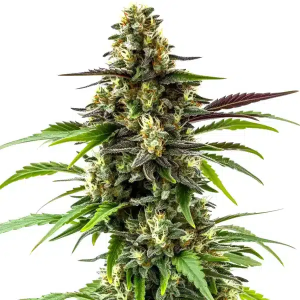 Black Jack