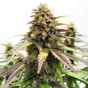 Cogollo de Black Water Purple OG Cheese con abundante resina.