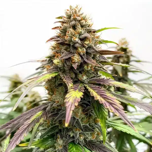 Black Water Purple OG Cheese