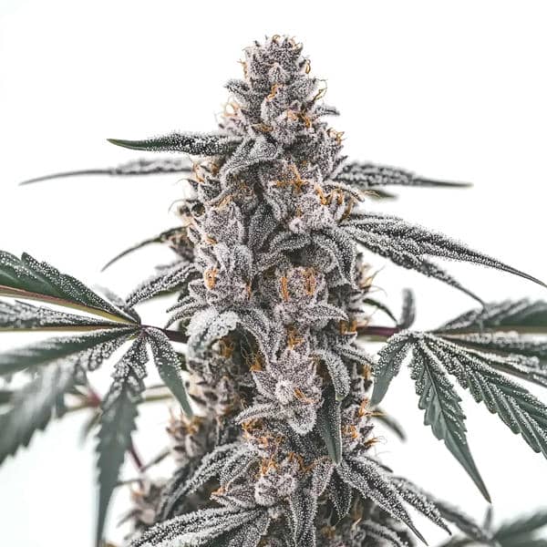 Black Widow
