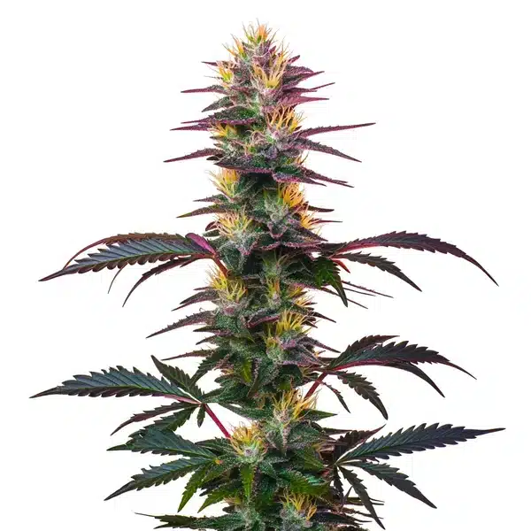 BlackBerry Auto