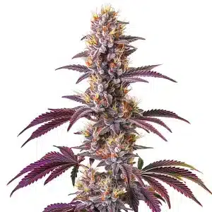 Cogollo de Blackberry Kush con abundante resina brillante.