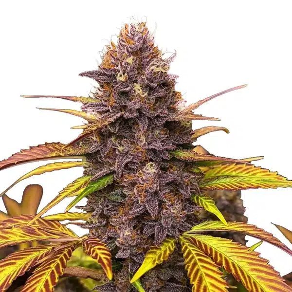Blackberry Pie