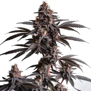 Cogollo de Blood Diamond OG con hojas oscuras y abundantes tricomas.