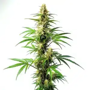 Planta de Blue Amnesia Auto con cogollos alargados y hojas cubiertas de resina.