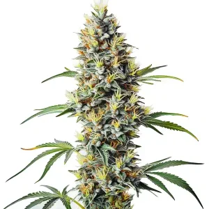 Cogollo de Blue Amnesia Regular cubierto de resina.