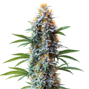 Cogollo de Blue Cheese cubierto de tricomas.