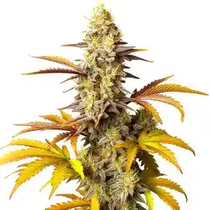 Cogollo de Blue Cheese Auto cubierto de resina brillante.
