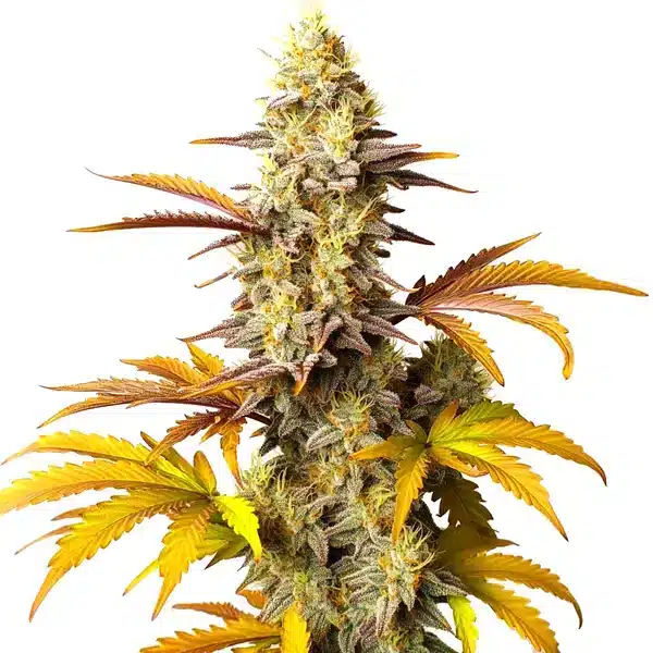 Blue Cheese Auto
