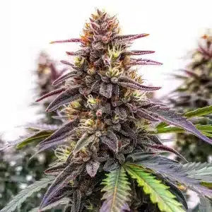 Cogollo de Blue Colombian Kush con capa espesa de tricomas.