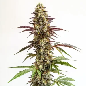 Cogollo de Blue Cookies cubierto de tricomas.