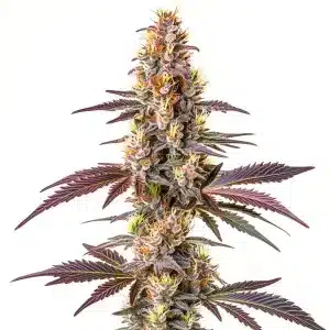 Cogollo de Blue Cookies Fast Version cubierto de tricomas brillantes.