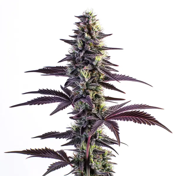 Blue Grape Fuel