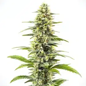 Planta de Blue Haze con cogollos alargados cubiertos de tricomas.