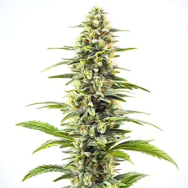 Blue Haze