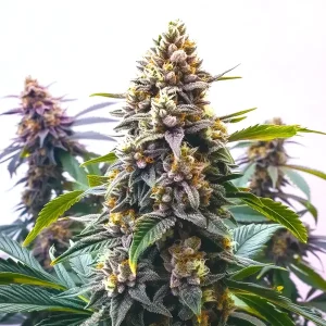 Cogollo de Blue Moonrock cubierto de tricomas brillantes.