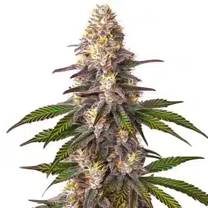 Cogollo de Blue OG cubierto de tricomas brillantes.