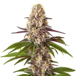 Cogollo de Blue OG Regular cubierto de abundantes tricomas brillantes.