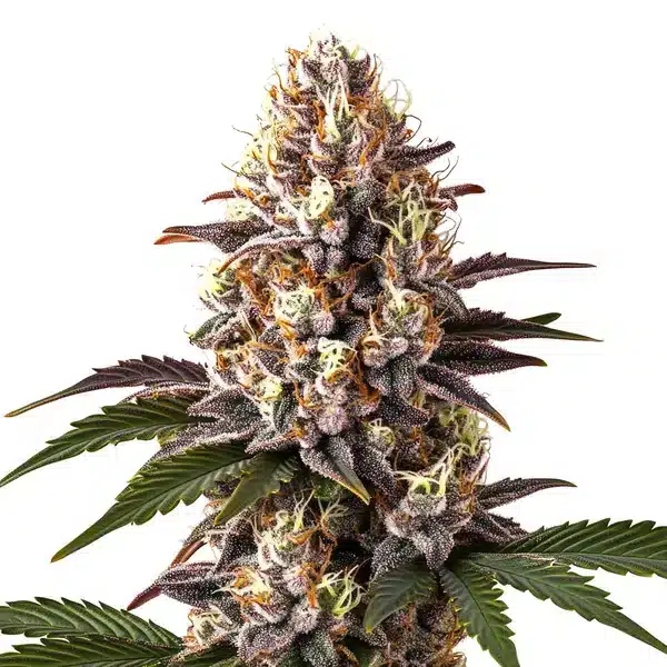 Blue Widow