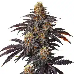 Cogollo de Blueberry Badazz con hojas cubiertas de resina.