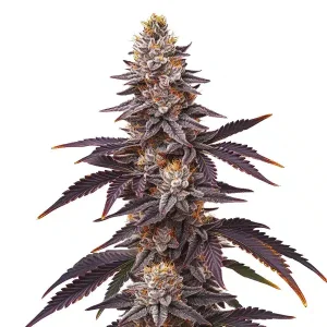 Cogollo de Blueberry Fast Version, genética de floración rápida y aroma dulce.