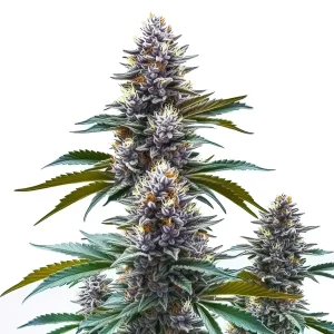 Cogollo de Blueberry Kush Regular con resina espesa, genética regular potente y aromática.