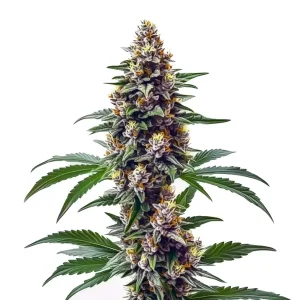 Cogollo de Blueberry Regular con resina brillante, genética clásica de aroma dulce y afrutado.