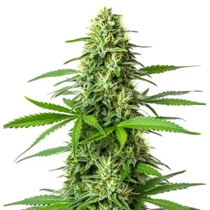 Planta de Blueberry x Big Bud Auto con cogollo central compacto y resinoso, genética autofloreciente de alto rendimiento.