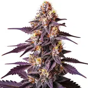 Cola de Blueberry x Big Devil Auto con tonos morados y resina brillante.
