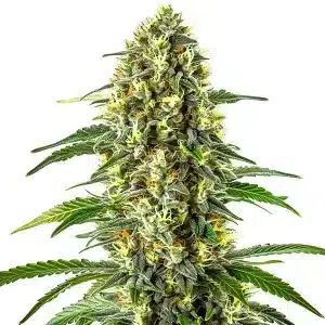 Cogollo de Blueberry x Cream Cheese Auto con resina abundante, autofloreciente aromática y productiva.