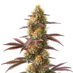 Cogollo de Blueberry x Jack Herer Auto genética autofloreciente aromática y productiva.